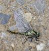 56753 – Photo : Dominique Bataille – France (34)