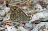 56913 – Photo : Bernard DELEFOSSE – France (84)