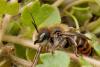 56628 – Photo : melano lanie – France (01)