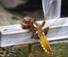 56617 – Photo : David Guedon – France (76)