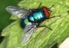 56868 – Photo : David Guedon – France (76)