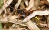 56869 – Photo : David Guedon – France (76)