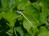 56722 – Photo : Remy GENTNER – France (67)