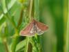 56980 – Photo : Remy GENTNER – France (67)