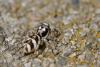 56037 – Photo : Marc Solari – France (68)