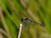 56416 – Photo : Remy GENTNER – France (67)