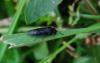 56429 – Photo : Veauleger Martin – France (69)