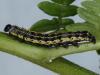 56874 – Photo : Bernard BOHER – France (09)