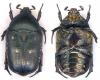 56986 – Photo : Dominique Poirier-Ducrocq – Zimbabwe