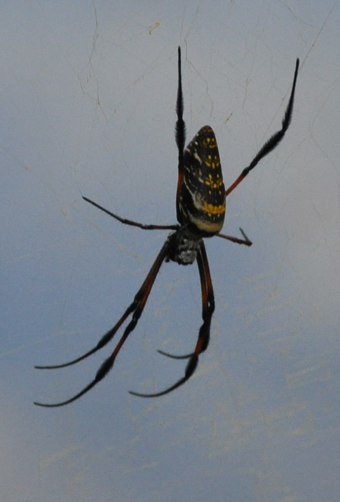ckopera - Trichonephila inaurata - réf. 56020 (673 x 993 pixels, 170 ko)