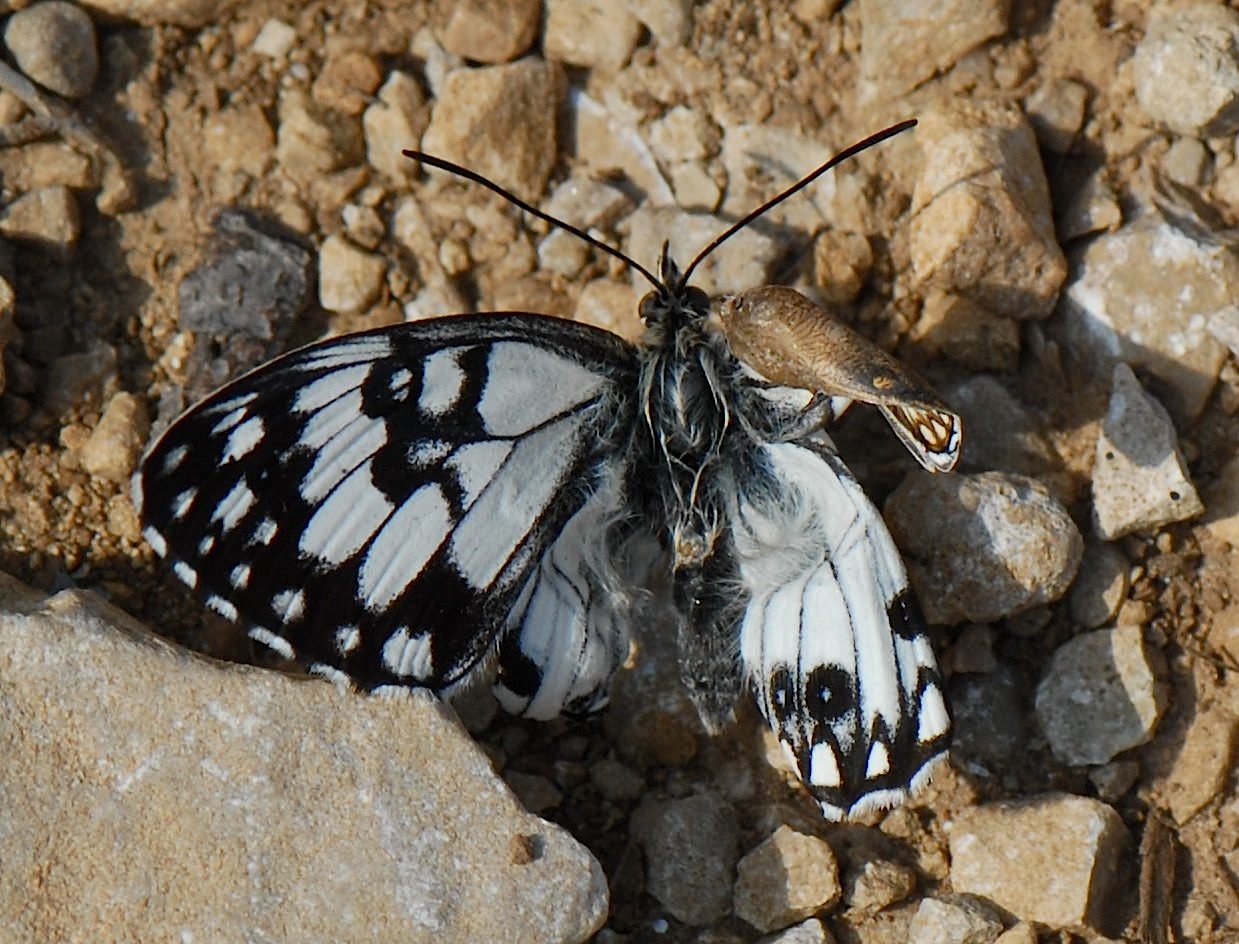 Dominique Bataille - Melanargia occitanica - réf. 56689 (1239 x 944 pixels, 212 ko)