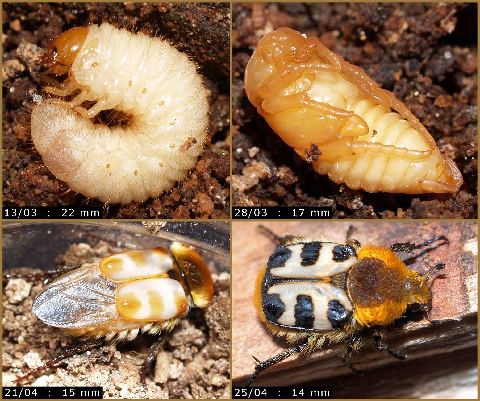 Gerard CHEMIN - Trichius sp. - réf. 56094 (1555 x 1300 pixels, 219 ko)