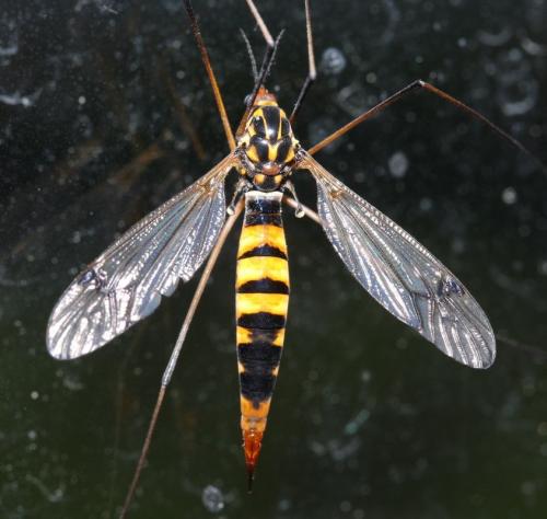 Réf. 57 311 : Nephrotoma crocata