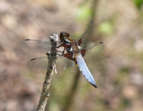 Réf. 57 236 : Libellula depressa