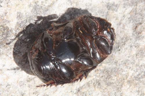 Copris lunaris