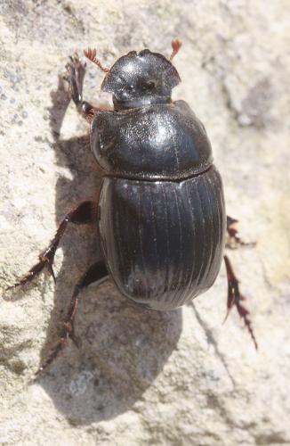 Copris lunaris