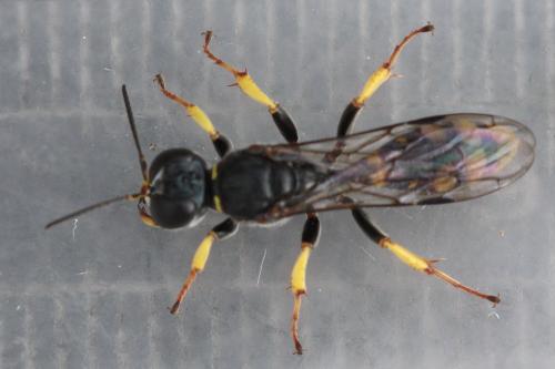 Crossocerus binotatus