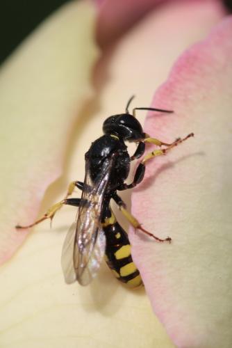 Crossocerus binotatus