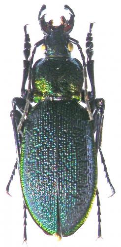 Réf. 57 014 : Carabus vietinghoffi