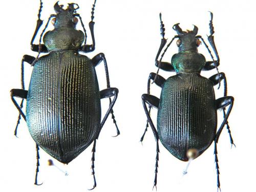 Réf. 57 685 : Calosoma cyanescens