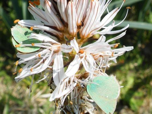 Callophrys rubi