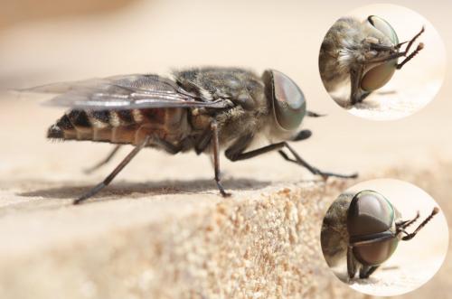 Tabanus autumnalis