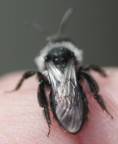 Andrena cineraria