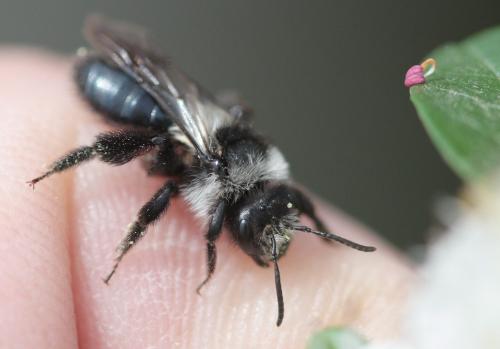 Andrena cineraria