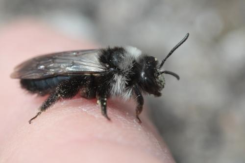Andrena cineraria