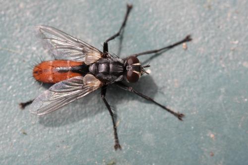 Réf. 57 162 : Cylindromyia bicolor