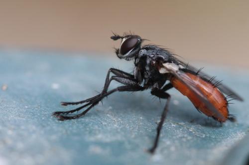 Réf. 57 164 : Cylindromyia bicolor
