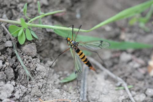 Nephrotoma crocata