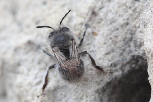 Anthophora plumipes