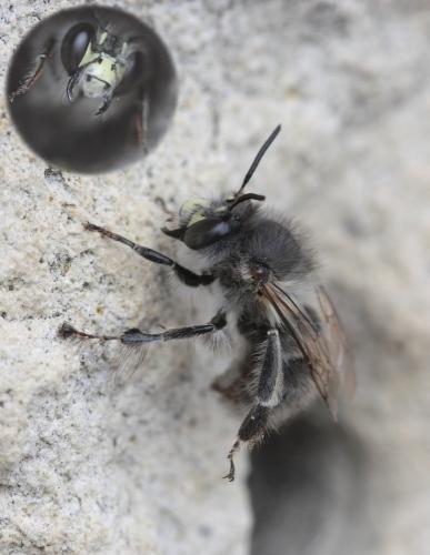 Anthophora plumipes