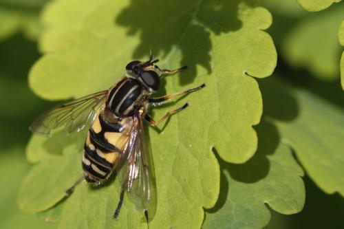 Réf. 57 108 : Helophilus pendulus