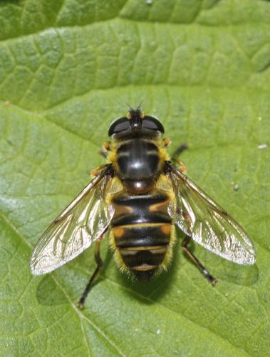 Réf. 57 107 : Myathropa florea