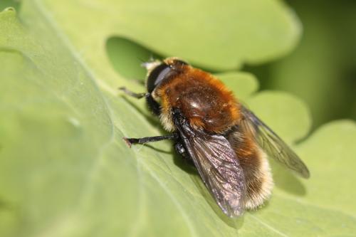 Merodon equestris