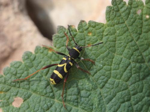 Clytus arietis