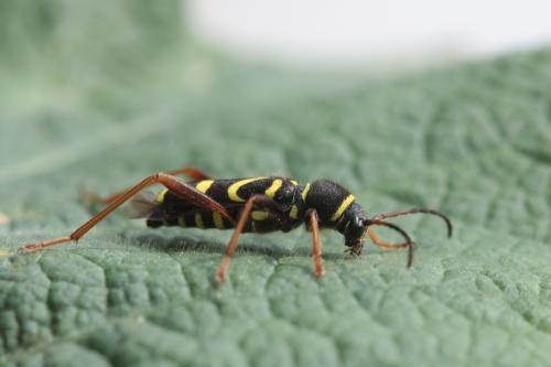 Clytus arietis