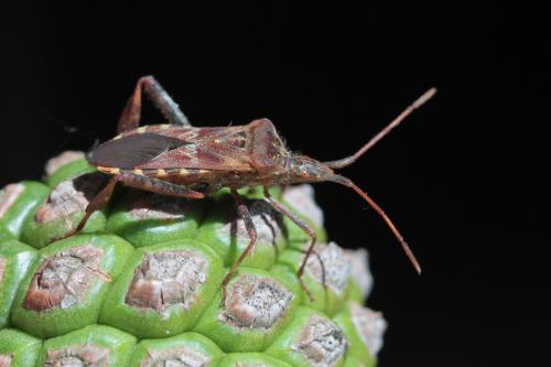 Réf. 57 292 : Leptoglossus occidentalis