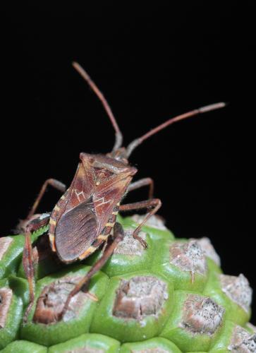 Leptoglossus occidentalis