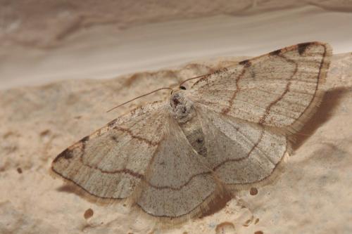 Réf. 57 316 : Stegania trimaculata