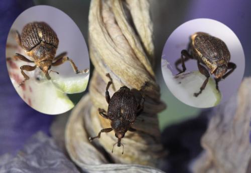 Mononychus punctumalbum