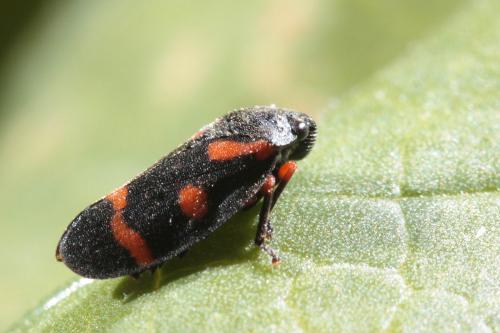 Réf. 57 463 : Cercopis intermedia