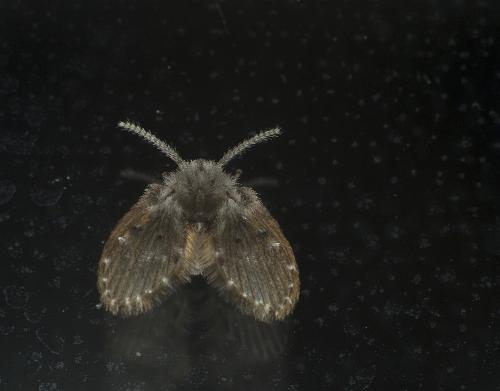 Réf. 57 397 : Clogmia albipunctata
