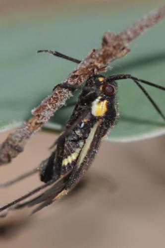 Capsodes sulcatus