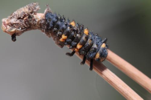 Coccinella septempunctata