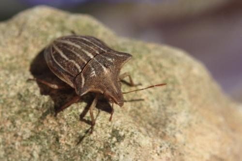 Réf. 57 675 : Ancyrosoma leucogrammes