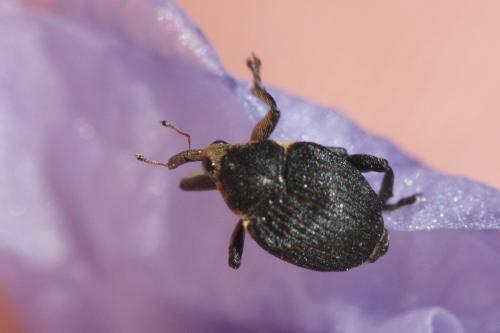 Mononychus punctumalbum