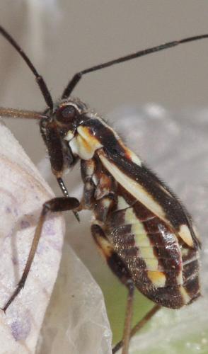 Réf. 57 922 : Capsodes sulcatus